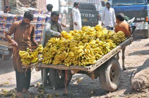 Vendor busy arranging and displaying banana bunches on a donkey cart to attract customers in a local market