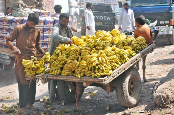 Vendor busy arranging and displaying banana bunches on a donkey cart to attract customers in a local market