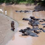 A herd of buffaloes bathing in Sikandri Nala