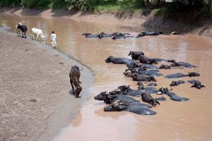 A herd of buffaloes bathing in Sikandri Nala