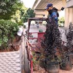 PHA workers busy sapling new plants on the footpath along Murree Road as part of the city’s beautification drive