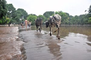 An elderly person holding a child’s hand wades through floodwater as Rescue 1122 officials conduct evacuation operations in the background after high flood in the River Chenab.