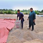 A farmer spreads wheat that damaged by floods to dry it in Village Kahlian