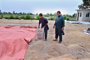 A farmer spreads wheat that damaged by floods to dry it in Village Kahlian