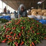An elderly female laborer sorting chilies at a vegetable market.