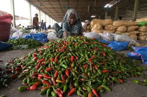 An elderly female laborer sorting chilies at a vegetable market.