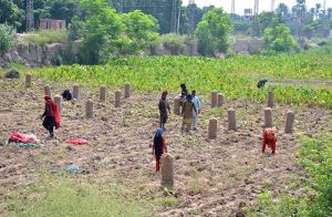 Labourers busy in packing seasonal vegetable packing in sacks at their field for delivery to vegetable market.