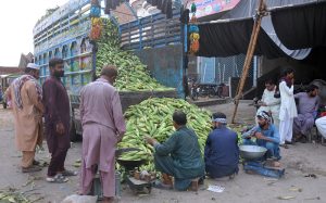 A retailer weighs freshly harvested corn unloaded from a delivery truck before supplying it to the local market.