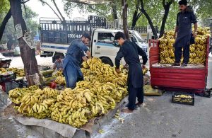 A fruit vendor neatly arranges banana bunches on his roadside setup to catch the eye of passing customers after unloading from delivery truck at a local market.