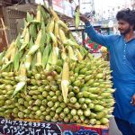A vendor displaying the corns to attract the customers at alrahem center road