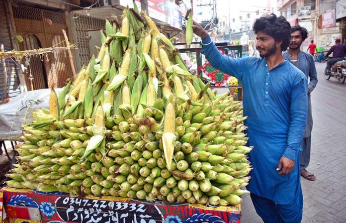 A vendor displaying the corns to attract the customers at alrahem center road