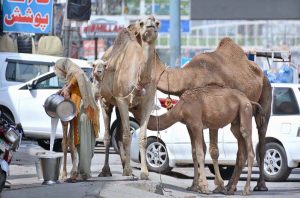 Nomadic women pour the fresh camel milk into a bucket after milking on the roadside as she look for customers.