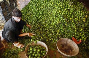 A vendor neatly sorts citrus fruits by quality to draw customers at the busy Fruit Mandi near Hashtnagri.