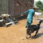 Farmers move their livestock through floodwaters as rising levels in the Chenab River submerge residential areas after hitting the deadly waves of flood .