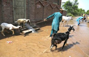 Farmers move their livestock through floodwaters as rising levels in the Chenab River submerge residential areas after hitting the deadly waves of flood .