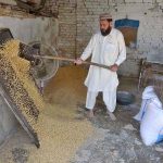 A worker strains wheat in a local mill at Warsak Road before crushing