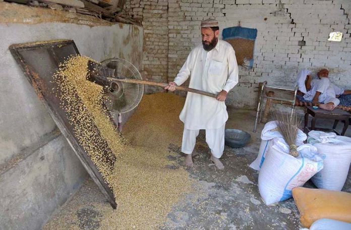 A worker strains wheat in a local mill at Warsak Road before crushing
