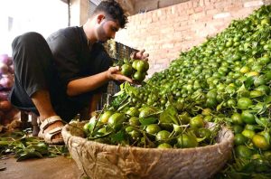 A vendor neatly sorts citrus fruits by quality to draw customers at the busy Fruit Mandi near Hashtnagri.