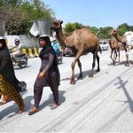 Gypsy females are roaming in the city along with camels to sell camel milk
