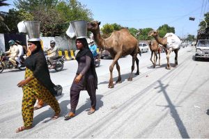 Gypsy females are roaming in the city along with camels to sell camel milk