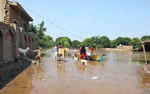 Farmers move their livestock through floodwaters as rising levels in the Chenab River submerge residential areas after hitting the deadly waves of flood .