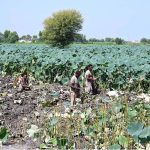 Farmers busy in collecting traditional vegetable beeh at a farm field near Wada Mahar Village