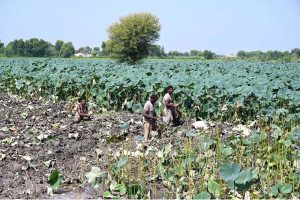 Farmers busy in collecting traditional vegetable beeh at a farm field near Wada Mahar Village