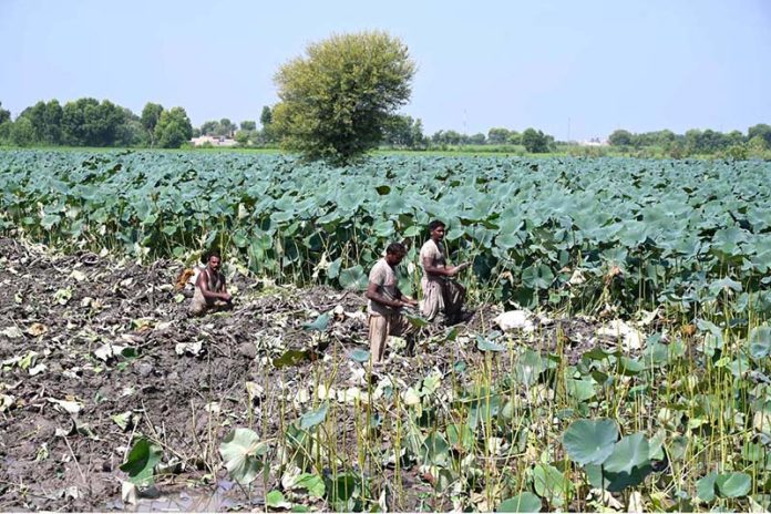 Farmers busy in collecting traditional vegetable beeh at a farm field near Wada Mahar Village