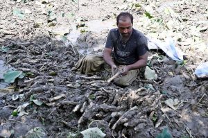 Farmers busy in collecting traditional vegetable beeh at a farm field near Wada Mahar Village