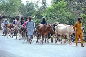 Residents shift their livestock to safer grounds as severe flooding in the Chenab River inundates low-lying areas near Bhowana on Lalian Road.