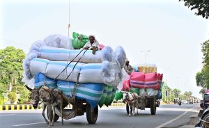 Donkey carts overloaded with goods move along College Road.