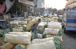 Labourer busy unloading and arranging sacks of cauliflower at the wholesale market.
