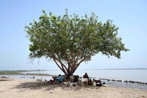 A shepherd rests under the shade of a tree with his flock on the right bank of the Indus River near Aghani village.