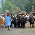 Shepherds guide their buffaloes and cows along a busy Sher Shah road