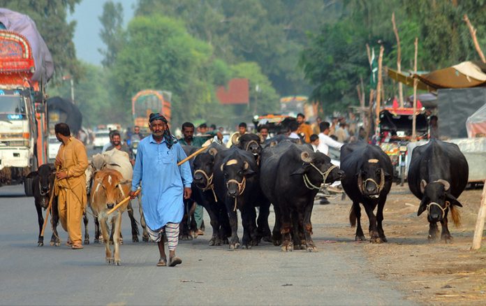 Shepherds guide their buffaloes and cows along a busy Sher Shah road