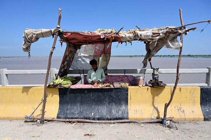 A vendor arranges and displays corn to attract customers at Larkana-Khairpur Bridge on the Indus River