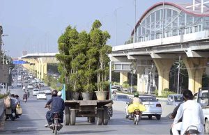 A PHA worker on a tractor-trolley transporting plants for placement along the Murree Road greenbelt as part of the city’s beautification drive.