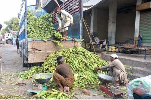 Labourers unloading and weighing fresh corn from a truck at a local vegetable market.