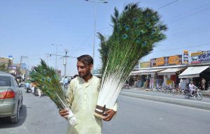 A street vendor carries peacock feathers to attract buyers while strolling through a city street.