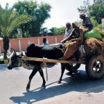 Cow carts loaded with dried grass being transported to a farmhouse.
