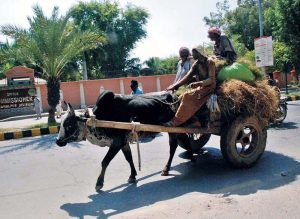 Cow carts loaded with dried grass being transported to a farmhouse.