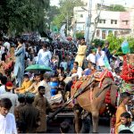 A large number of people with Camel carts participating in a Jaloos on the eve of Eid-e-Milad-un-Nabi SAAW the commemoration of the birth anniversary of Prophet Mohammed SAAW