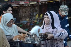 Girls show keen interest while looking at Persian cats to buy at the birds market in Saddar.