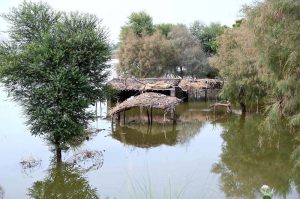 Shacks, houses and animal shelters were submerged by the flood relay from the Indus River near Mehboob Kalhoro village.