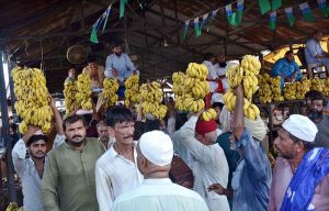 Vendors displaying seasonal fruit banana for bidding at Fruit and Vegetable Market.