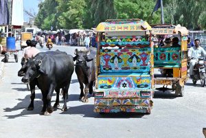 Buffaloes walking freely at Old Bus Stand Road creating hurdle in smooth flow of traffic and needs the attention of concerned authorities.