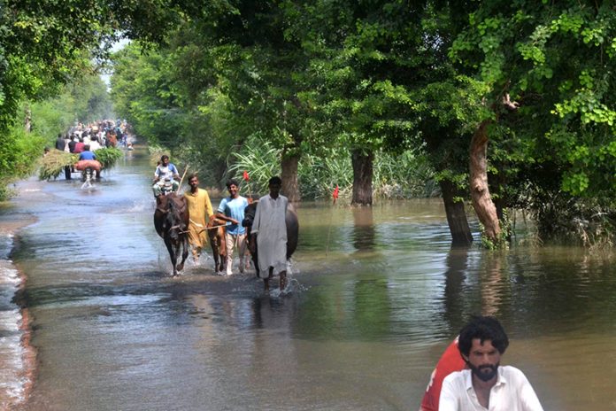 Flood-affected villagers of Lodia wade through waist-deep water to move their cattle and families to safer ground after a deadly flash flood inundated Lodi village, damaging thousands of houses, killing livestock, and destroying vast acres of crops across the district