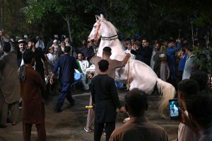 Horse Dancing during a march (Mashal Bardar Jaloos) on the eve of Eid-e-Milad-un-Nabi SAAW the commemoration of the birth anniversary of Prophet Mohammed SAAW