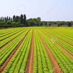 Agricultural sector receives boost through enhanced credit, input support