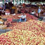 India’s willful economic assault devastates Kashmir’s fruit industry, billions lost